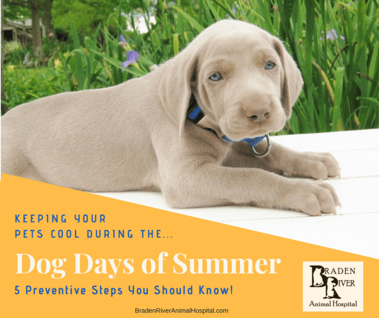Keeping Pets Cool During the Dog Days of Summer! | Braden River Animal  Hospital